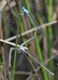 Attenuated Bluet